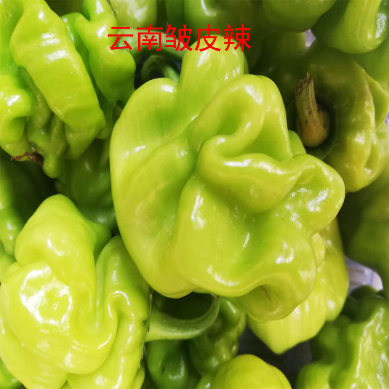 云南特产新鲜皱皮辣虎皮辣椒青辣椒清脆新鲜蔬菜圆椒3斤装包邮