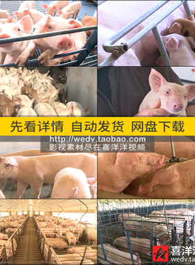 J036生态农场养猪场猪圈小猪崽安全食品养殖业农业宣传片视频素材