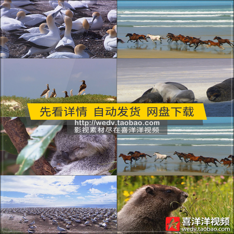 C175实拍骏马奔腾动物飞禽走兽马鸟类飞翔后期制作高清视频素材