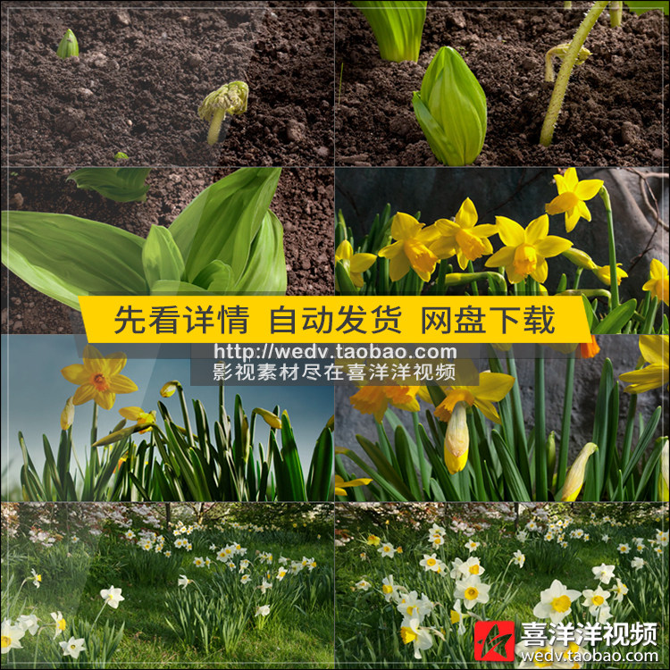 C141 soil seed Germination Buds Out of the ground Grow New Life Be born Flower Real shot video source materialin the Business affairs/Design Services, Design Services, Design Material/Source Files category - from Buy2taobao.com to provide professional Taobao agent buy service