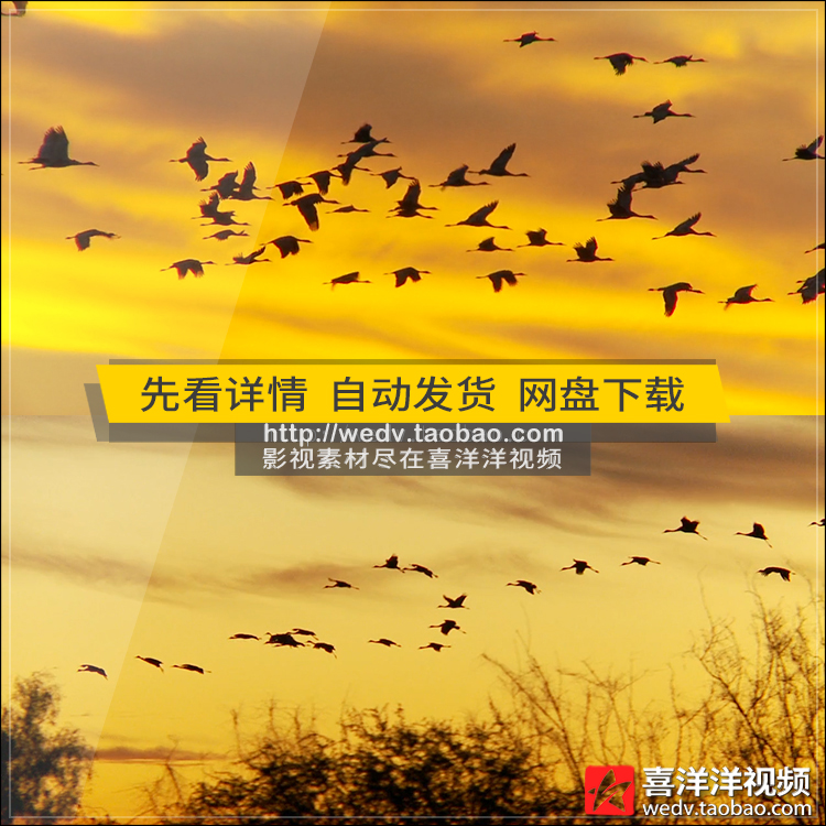 C153大雁白鹤候鸟夕阳晚霞天空中飞翔环保宣传片高清实拍视频素材