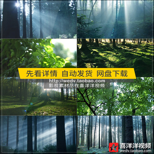 C101唯美清新原始森林阳光穿透树林绿色茂密丛林雾气高清视频素材
