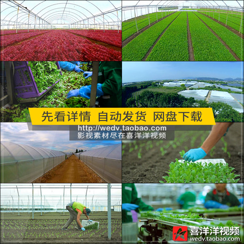 J027生态农业农场大棚绿色新鲜蔬菜种植采摘加工包装运输视频素材