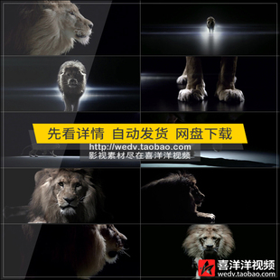 C140王者风范狮子醒狮奔跑动物企业宣传片头灯光开场实拍视频素材