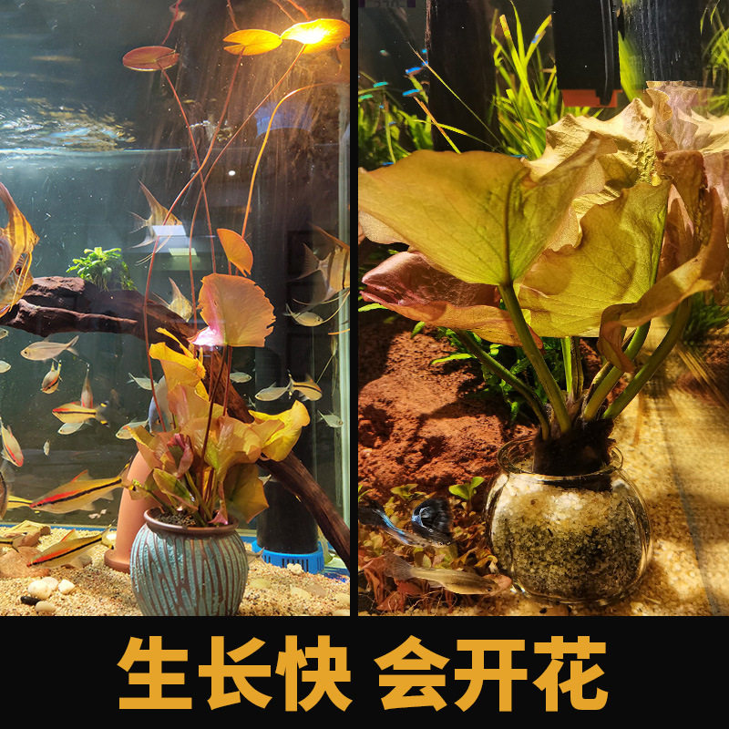 真水草鱼缸水族箱中后景红荷根造景淡水活体碗莲浮萍睡莲懒人阴性