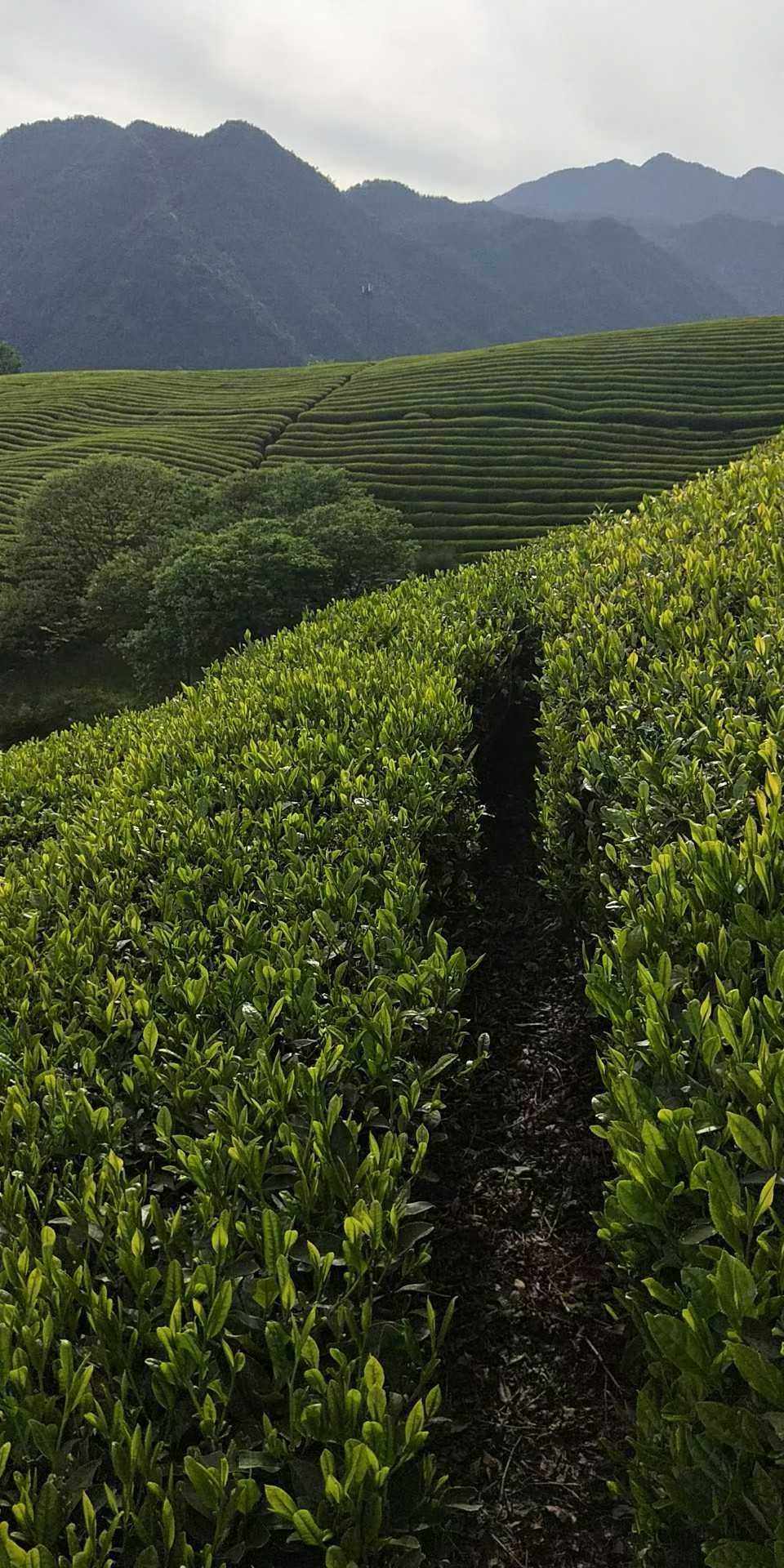 武义宣平特产明前新茶绿茶高山野生绿茶100克包邮