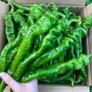 新鲜螺丝椒 中辣长条尖椒 云南种植皱皮辣椒 青尖椒 薄皮虎皮辣椒