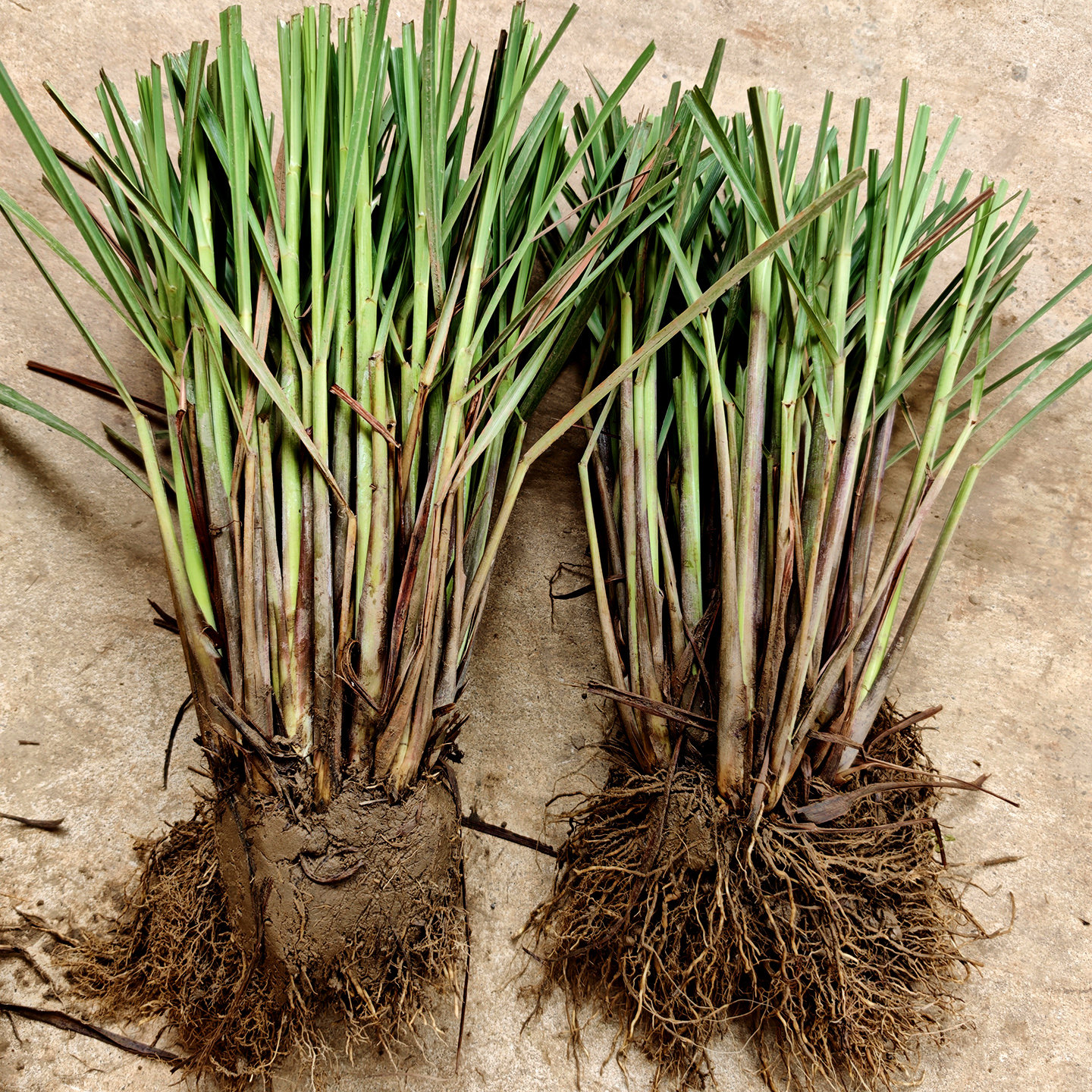 新鲜香茅草带根可食用云南柠檬草盆栽香草去腥火锅炖肉卤味香辛料