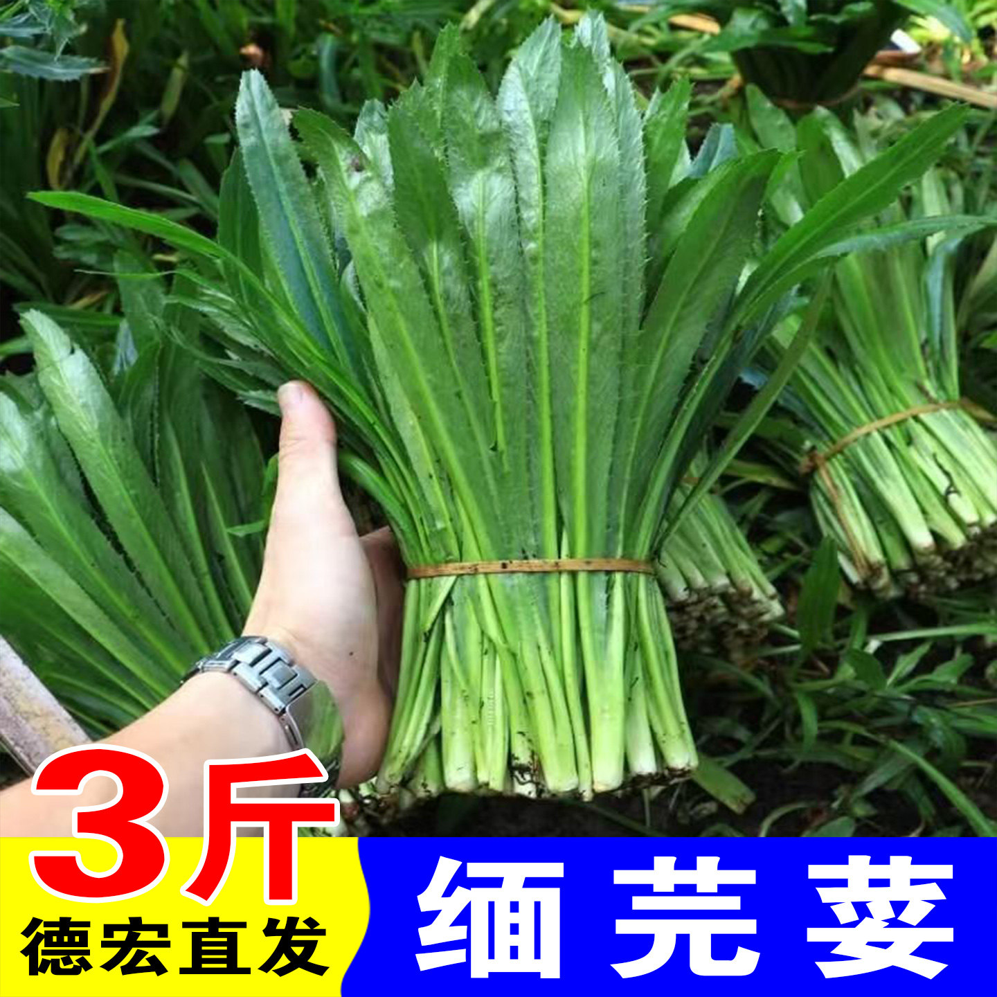 云南缅芫荽新鲜大香菜德宏香茅草调味香草火锅蘸料卤菜炖肉香辛料