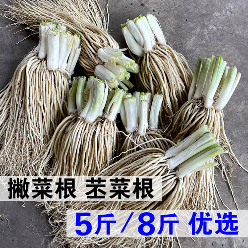 新鲜蔬菜德宏苤菜根云南撇菜根大韭菜牛皮菜煲汤佤味鸡爪麻辣菜根