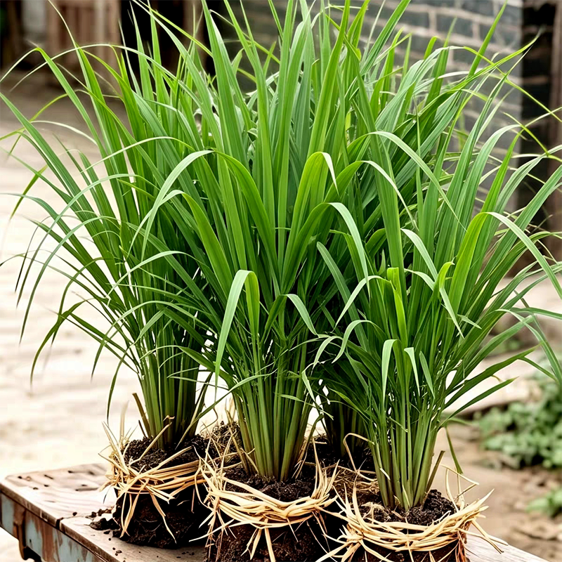 云南香茅草盆栽新鲜带根叶土栽苗食用蔬菜天然香草阳台柠檬草绿植