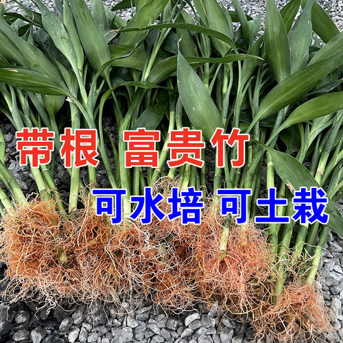 5棵/10棵/20棵 带根富贵竹 云南万年青水培粗竹转运竹发财竹福竹