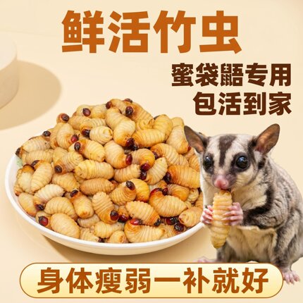 蜜袋鼯专用零食活虫活体竹虫活虫活体蜜袋鼯专用零食活虫活体