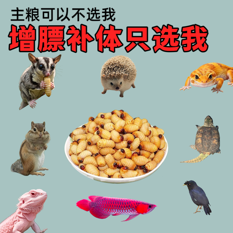 竹虫面包虫活虫黄粉虫仓鼠蝎子林蛙蜜袋鼯专用鲜活饲料虫包活