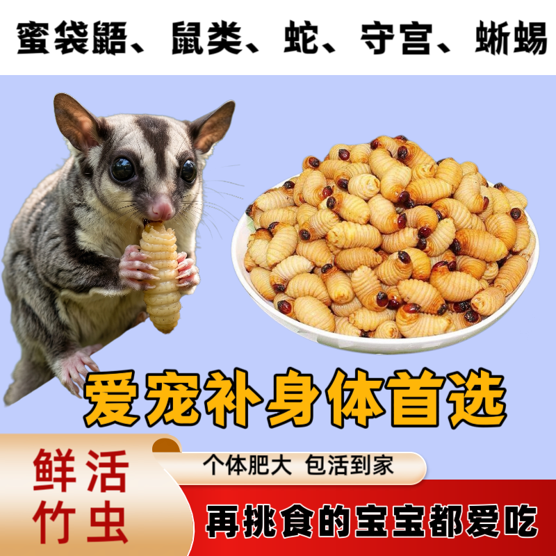 蜜袋鼯粮食主粮蜜袋鼯吃的虫子面包虫活虫仓鼠蜜袋鼯专用鲜活饲料