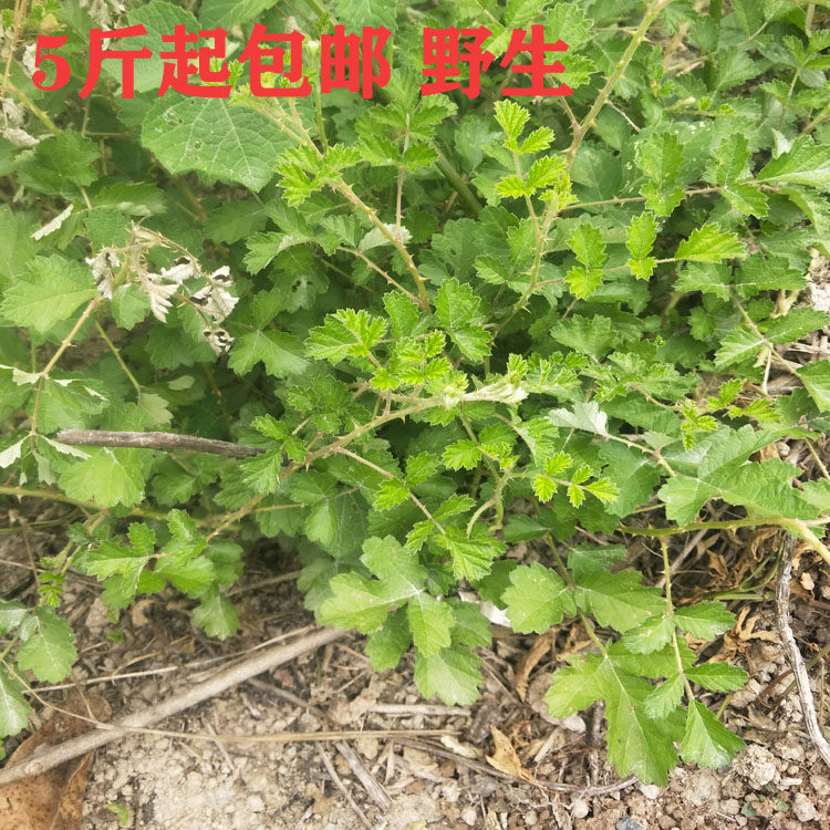 诏安现采新鲜药材茅莓根三月泡虎 野草莓中药材钩子红梅消野草莓