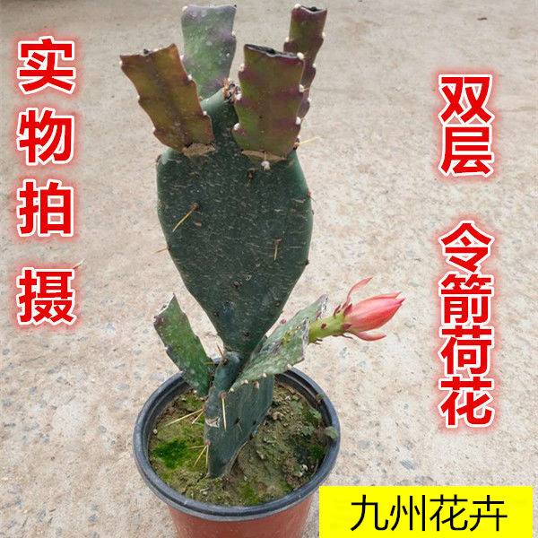 室内阳台绿植仙人掌类植物盆栽嫁接令箭荷花花苗盆栽防辐射植物