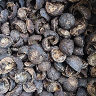 晒干千年桐桐籽壳油桐籽壳农产品桐子壳桐籽果外壳灰水