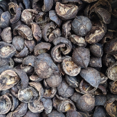 晒干千年桐桐籽壳油桐籽壳农产品桐子壳桐籽果外壳灰水