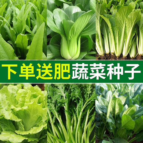 蔬菜种子阳台四季种菜种籽小白菜生菜香菜菠菜荆芥油麦菜芹菜茴香 - 封面