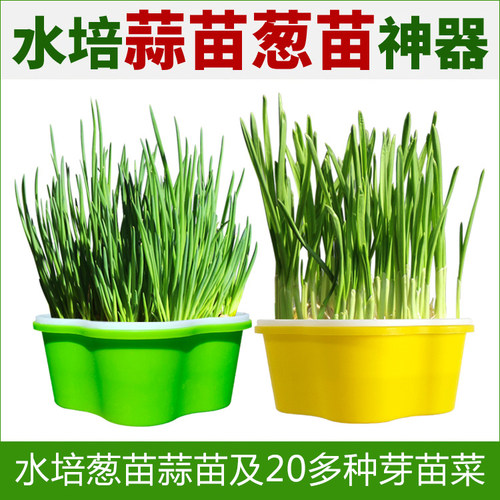 育苗盘保温盘新款水培托盘芽苗菜