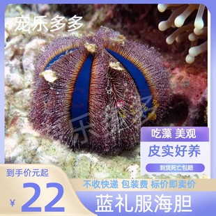 短刺海胆活体海水鱼缸除藻生物去红泥包活 蓝礼服海胆 彩色海胆