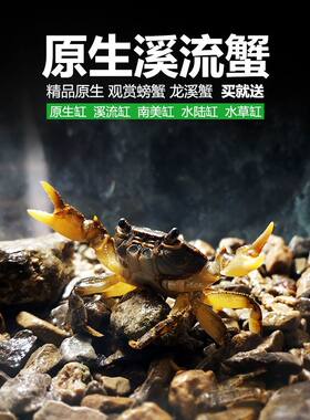 原生溪流蟹小螃蟹宠物相守蟹辣椒蟹越观赏山螃蟹鲜活水族箱童年玩