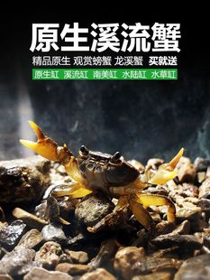 原生溪流蟹小螃蟹宠物相守蟹辣椒蟹越观赏山螃蟹鲜活水族箱童年玩