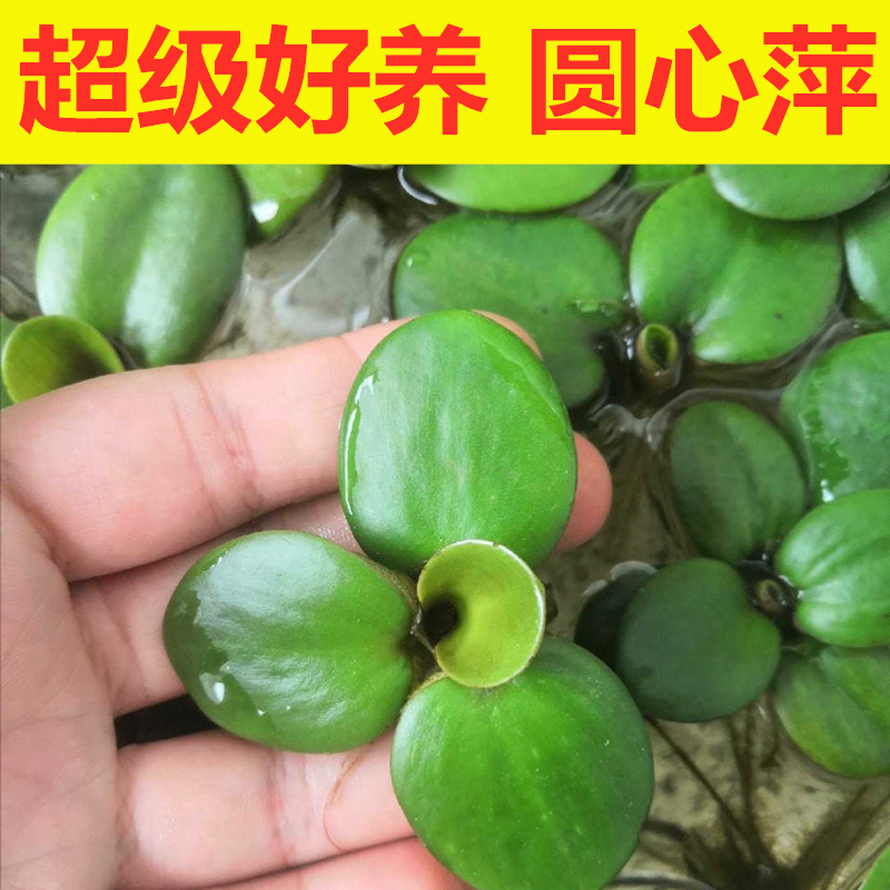 水草植物水芙蓉浮萍包邮