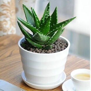 中华芦荟 室内盆栽绿植 净化空气 多肉书房净化植物盆栽水培