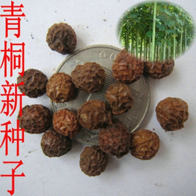 青桐树苗当年新采种子
