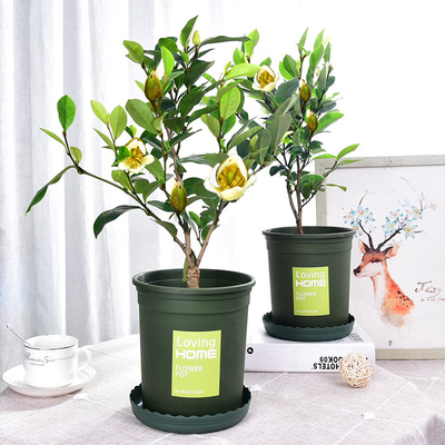 含笑花树苗盆栽四季开花浓香型花卉植物庭院阳台好养易活耐寒绿植