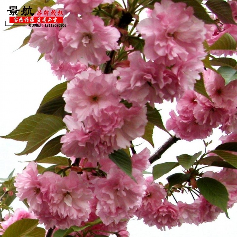 樱花树苗嫁接大樱花苗日本樱花树苗庭院别墅绿化风景观赏工程树苗