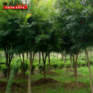 青枫大叶鸡爪槭树苗清枫青枫树苗床苗行道彩色树种庭院绿化苗木