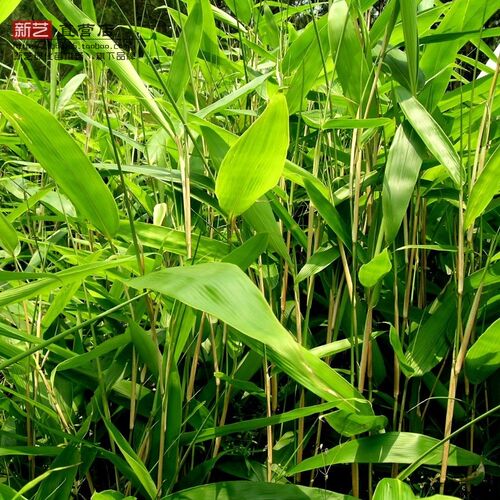 竹子苗风景墙装饰竹子箬竹 阔叶箬竹阔叶竹大叶箬竹竹苗基地直销