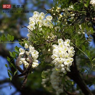 槐树槐树苗刺槐紫花槐香花槐护房看家树国槐刺洋槐树苗刺槐树苗