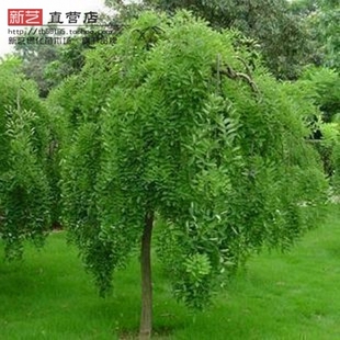 绿化苗木龙爪槐垂槐盘槐垂枝槐龙爪槐树龙飞凤舞吉祥如意枝条下垂