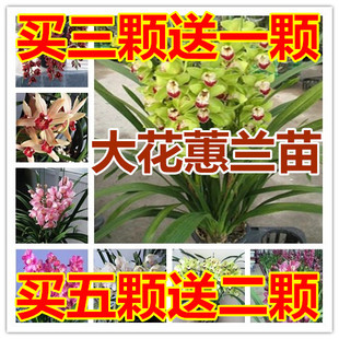 大花蕙兰盆栽花卉室内客厅庭院大型绿植花卉小神童红袍建兰花苗