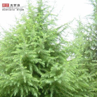 庭院绿化四季常青苗木雪松香柏宝塔松柏圣诞树雪松树苗规格齐全