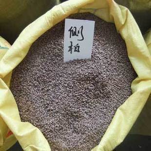 松柏种子侧柏种子扁柏种子可嫁接龙柏的侧柏种子绿化常青树种子