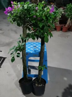 紫色高杆三角梅 本店基地直发满48元自动包邮放心购买