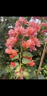 日落三角梅袋苗