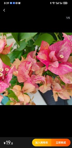 阿朱娜袋苗三角梅