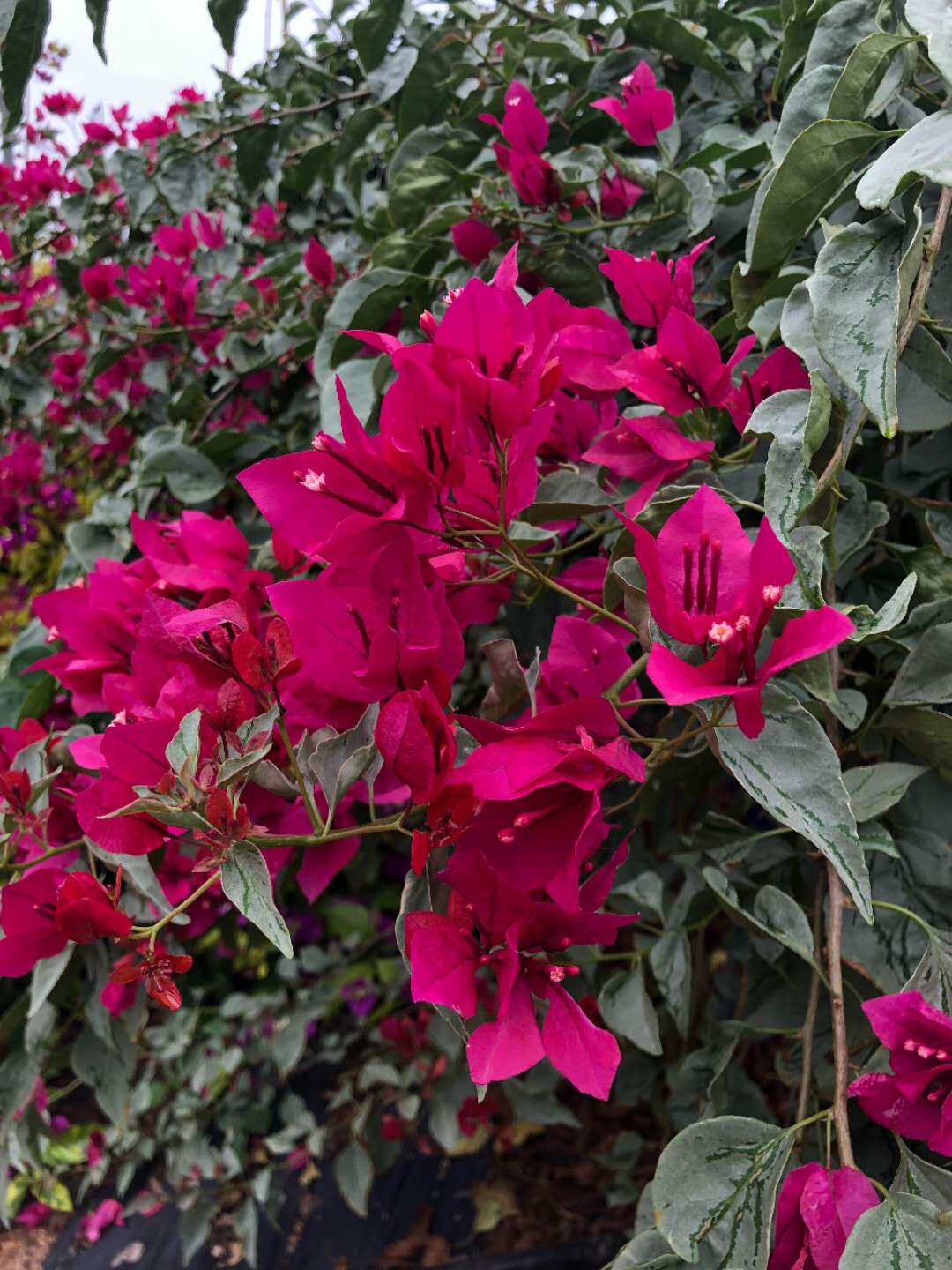 雪斑红三角梅本店基地直发满48元自动包邮