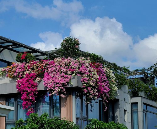 新手种植体验《好养品种》