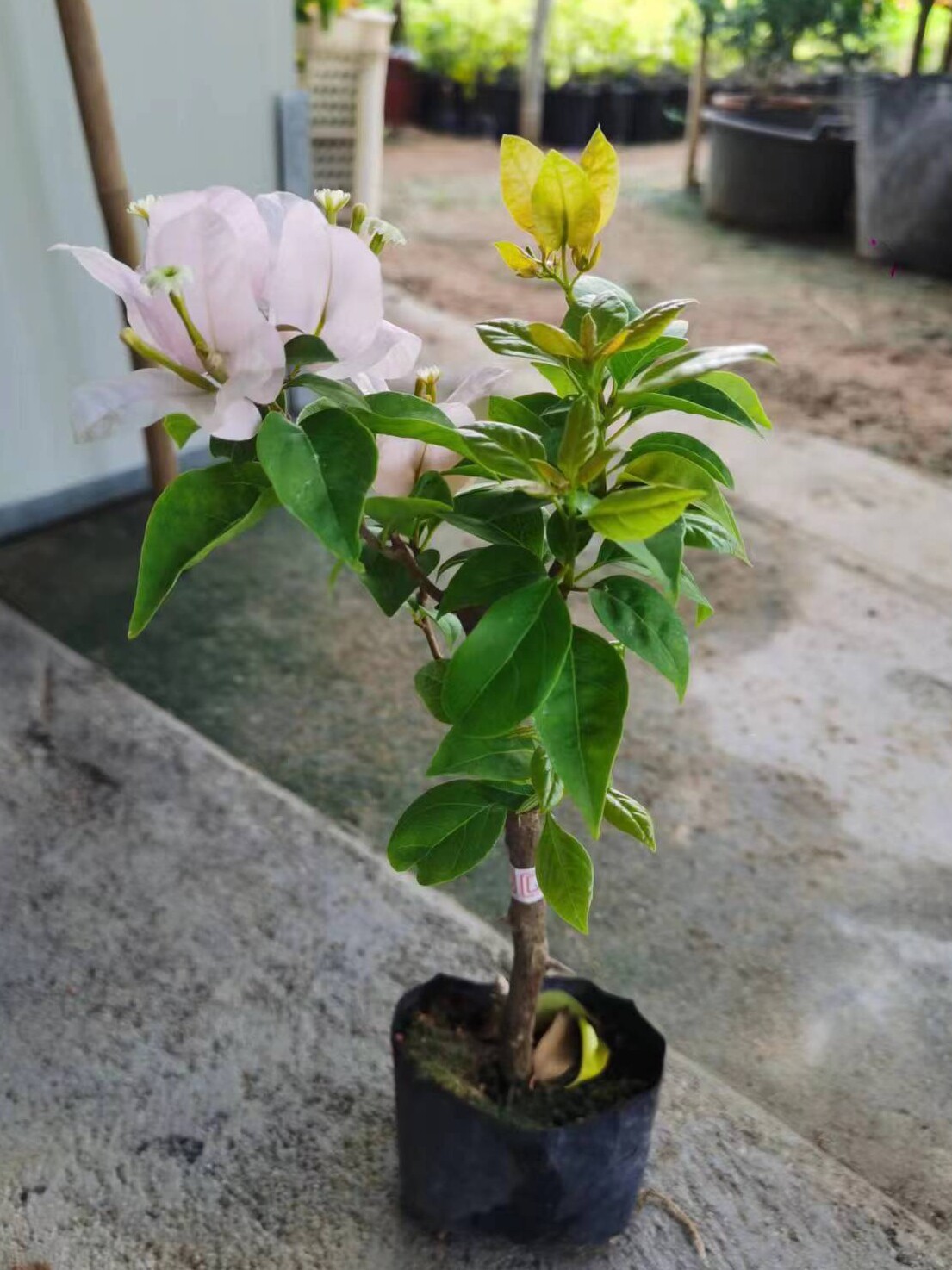 金发女郎三角梅