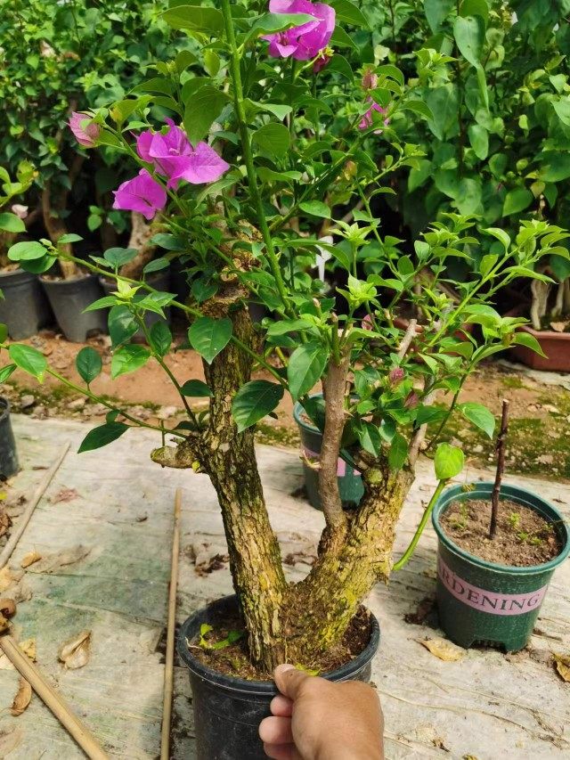 云南紫老桩,鲜花速递/花卉仿真/绿植园艺,造型盆景,淘宝优惠券,粉丝福利购,淘宝优惠卷