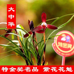 优质老种春兰大中华娄山红带花苞浓香型室内绿植好养兰花盆栽花卉