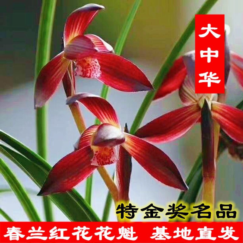 名贵春兰大中华娄山红浓香型带花苞室内兰花盆栽绿植花卉净化空气