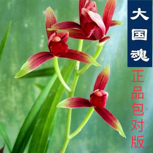 高档正宗大国魂四季兰花苗优质带花苞好养室内兰花盆栽绿植花卉